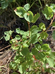 Amelanchier alnifolia