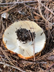 Russula decolorans