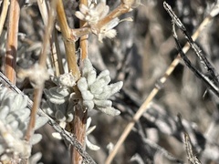 Krascheninnikovia lanata