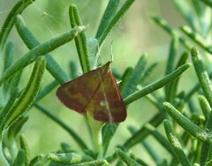 Pyrausta laticlavia