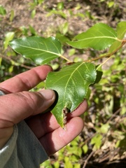 Thecabius populimonilis