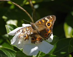 Junonia villida