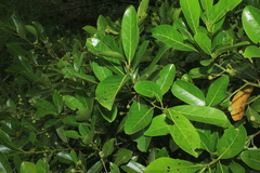 Ocotea floribunda