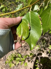 Thecabius populimonilis