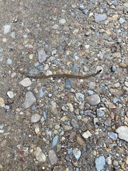 Storeria occipitomaculata