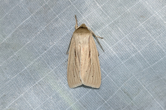 Mythimna oxygala