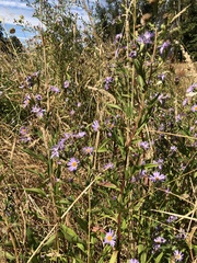 Symphyotrichum subspicatum