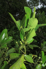 Ocotea floribunda