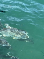 Caranx hippos