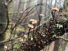 Marasmius siccus