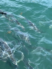 Caranx hippos