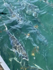 Caranx hippos