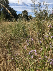 Symphyotrichum subspicatum