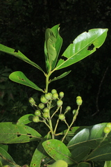 Ocotea floribunda