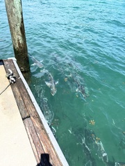 Caranx hippos