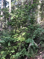 Corylus cornuta