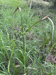 Cyperus entrerianus