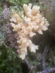 Ramaria rasilispora