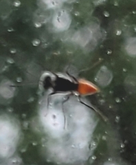 Astata