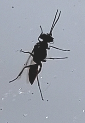 Astata
