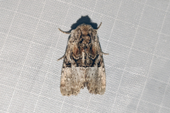 Meropleon diversicolor