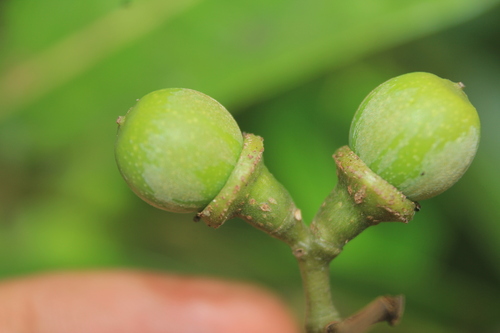 Black candlewood (Ocotea floribunda)