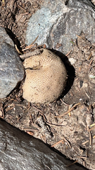 Scleroderma citrinum