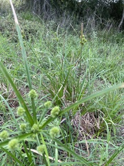 Cyperus entrerianus