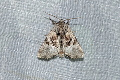 Meropleon diversicolor