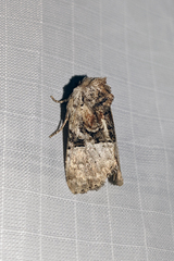 Meropleon diversicolor