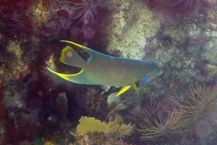 Holacanthus bermudensis