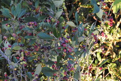 Aronia arbutifolia