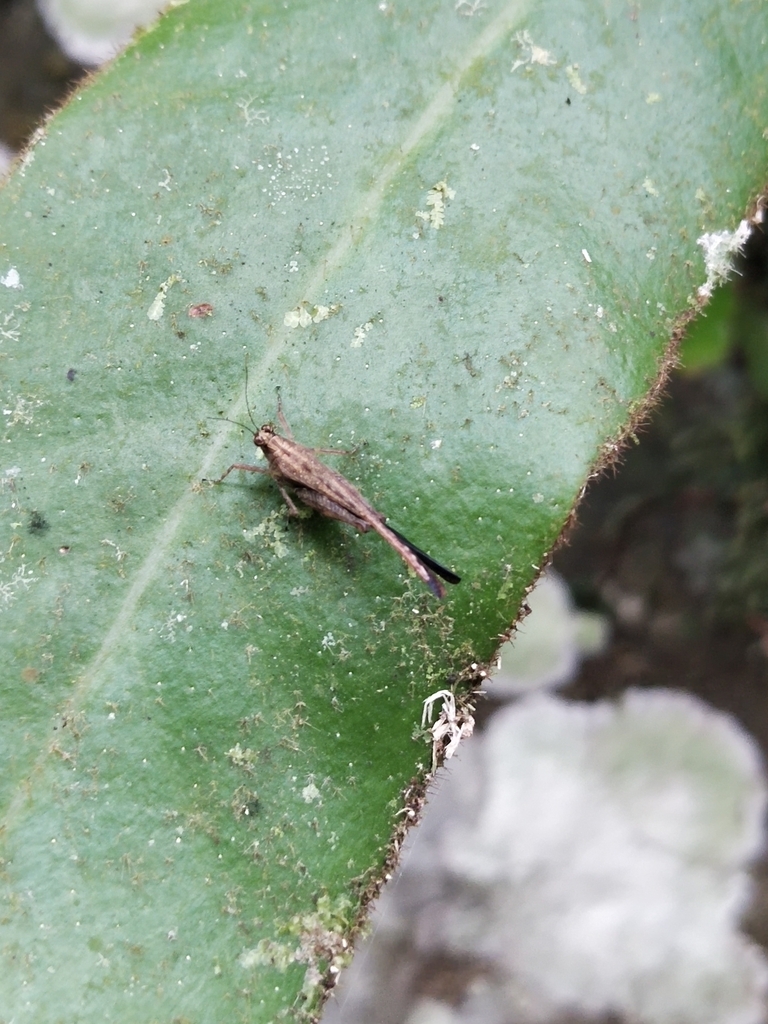 Probolotettix languidus
