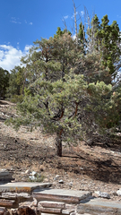 Pinus monophylla