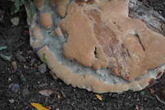 Pseudoinonotus dryadeus