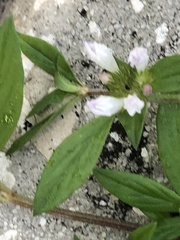 Richardia grandiflora