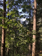 Acer glabrum