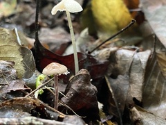 Baeospora