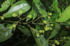 Ocotea floribunda