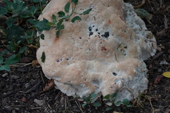 Pseudoinonotus dryadeus