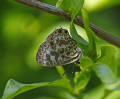 Leptotes plinius