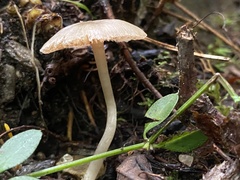 Baeospora