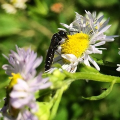 Sapygina decemguttata