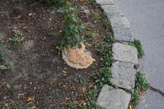 Pseudoinonotus dryadeus