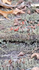 Cladonia cristatella
