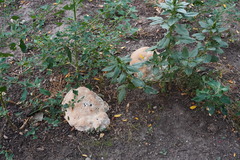 Pseudoinonotus dryadeus