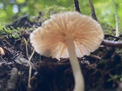 Baeospora