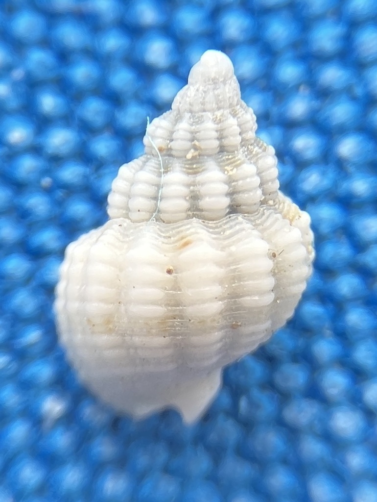White Nassa