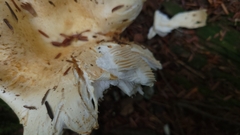 Lactifluus deceptivus