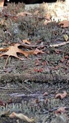 Cladonia cristatella